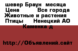 шевер Браун 2месяца › Цена ­ 200 - Все города Животные и растения » Птицы   . Ненецкий АО,Каменка д.